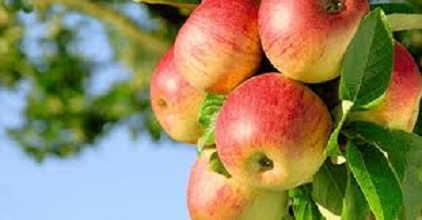 بیماری‌های شایع درختان سیب