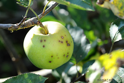 ۱۲ آفت درختان سیب